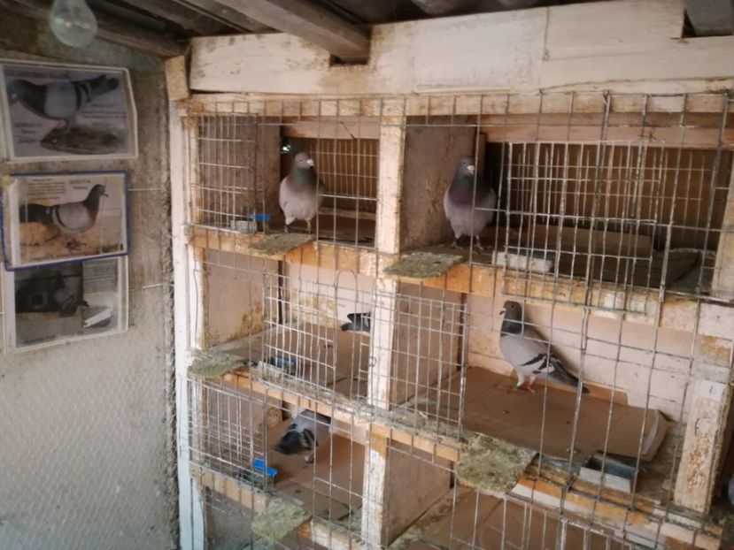  - 2-12-2017 Curatenie de iarna