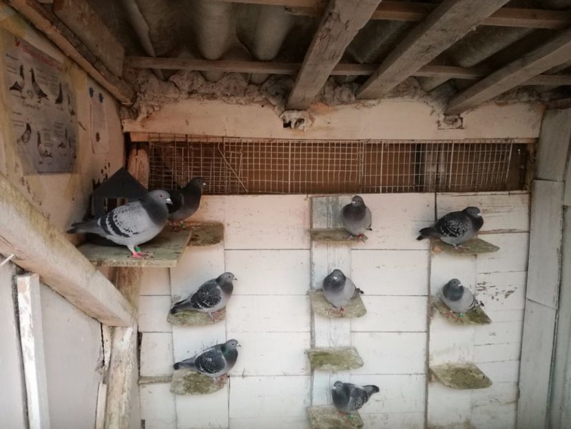  - 2-12-2017 Curatenie de iarna