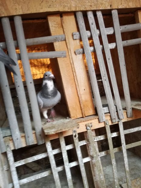  - 2-12-2017 Curatenie de iarna