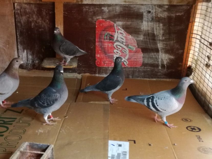  - 2-12-2017 Curatenie de iarna