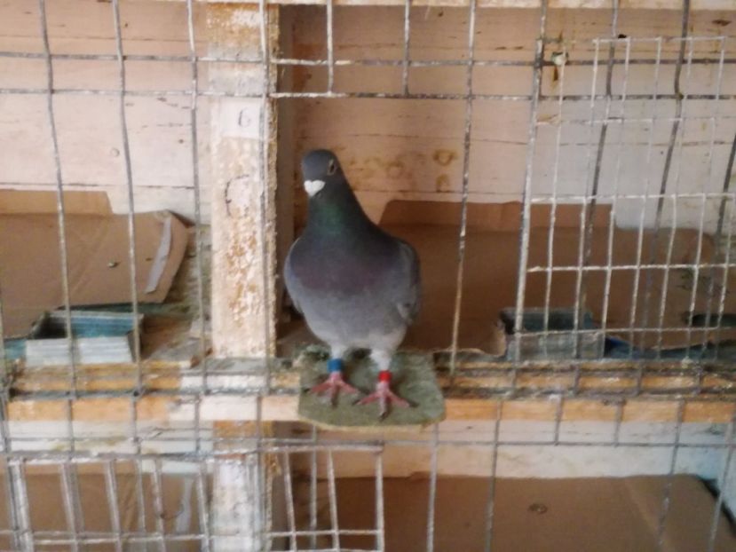  - 2-12-2017 Curatenie de iarna