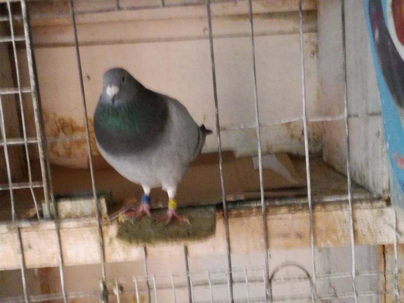  - 2-12-2017 Curatenie de iarna