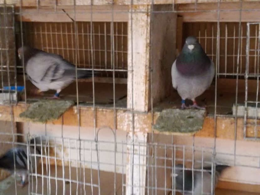  - 2-12-2017 Curatenie de iarna