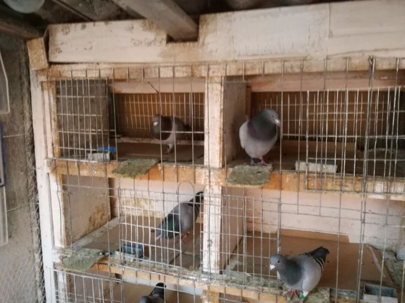  - 2-12-2017 Curatenie de iarna