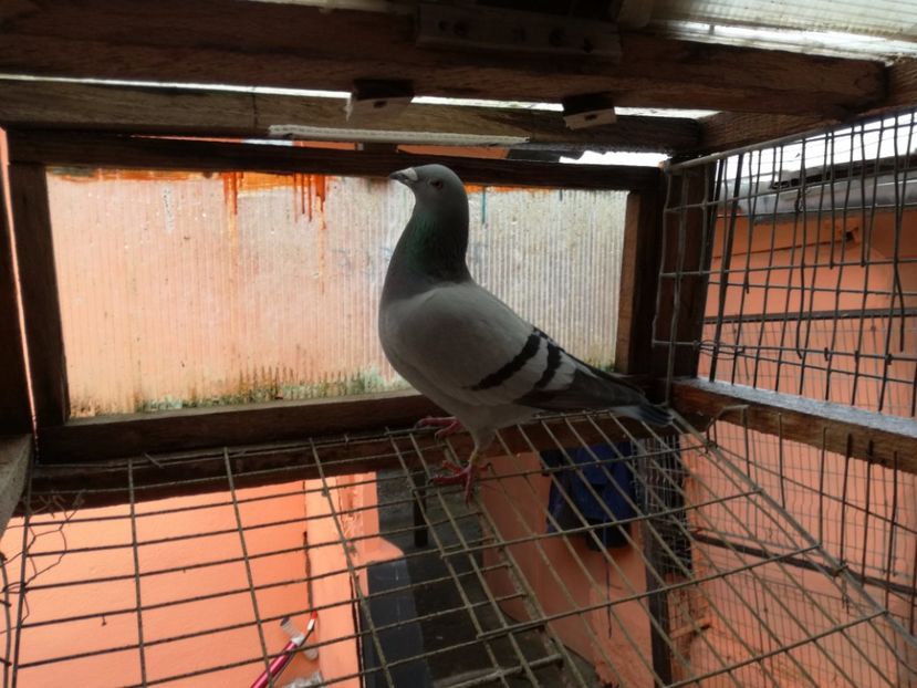  - 2-12-2017 Curatenie de iarna