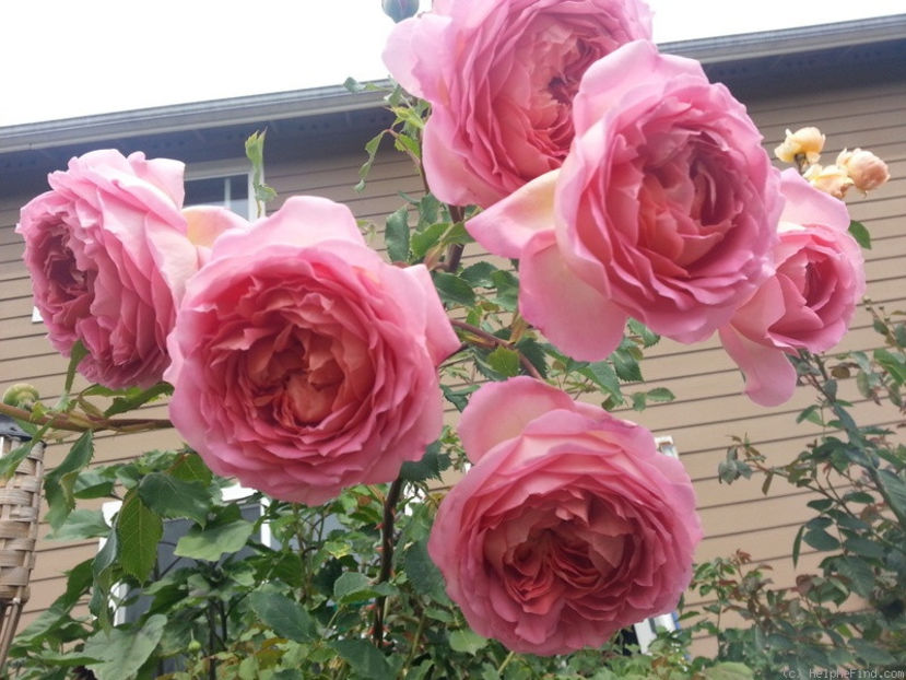 Jubilee Celebration - DORINTE - TRANDAFIRI