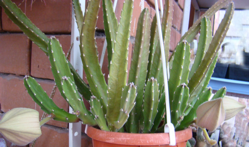 Stapelia grandiflora - 2017