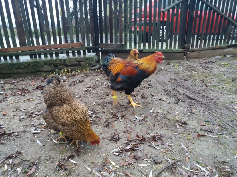  - Wiandotte potarnichiu 2017