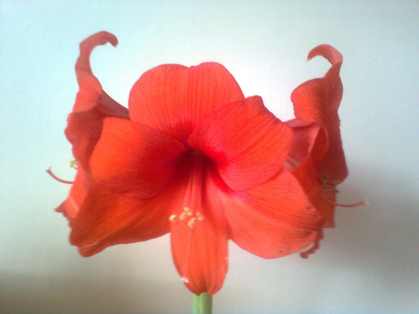  - Amarillis rosu - 3