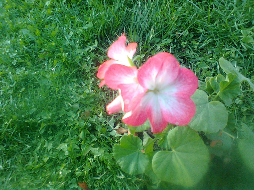  - MUSCATE -2017 - 2018