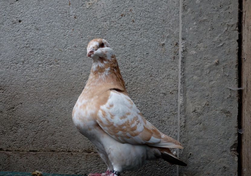  - Voiajori Americani 2018