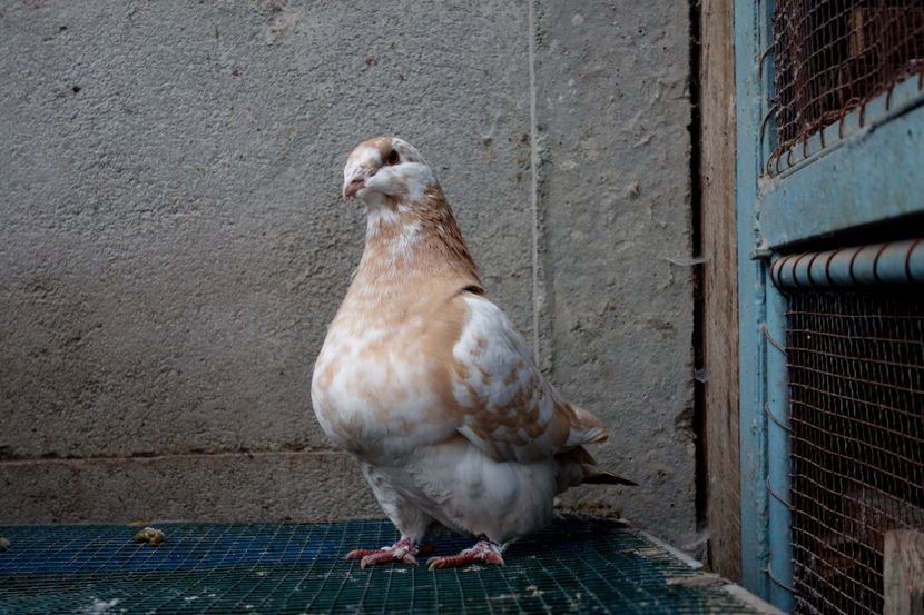  - Voiajori Americani 2018