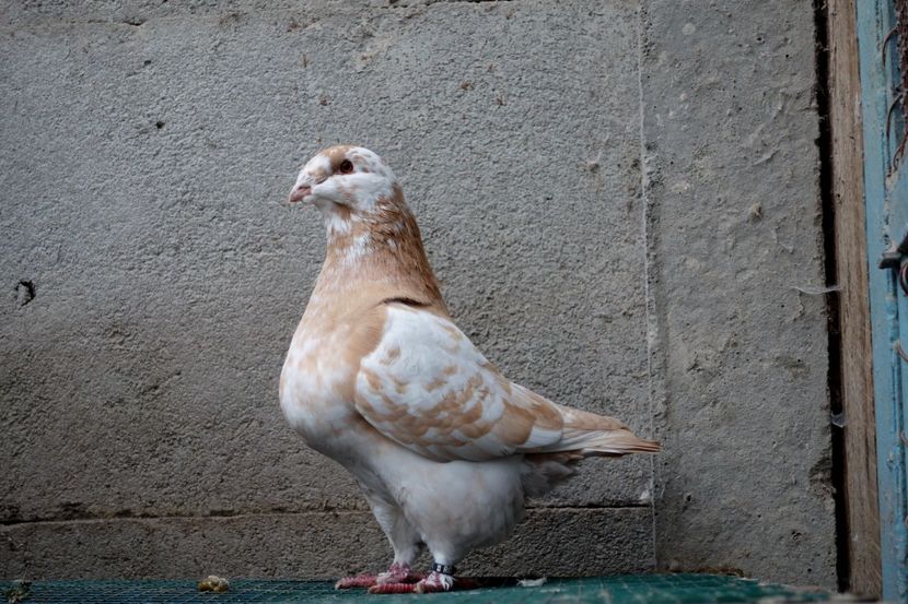  - Voiajori Americani 2018