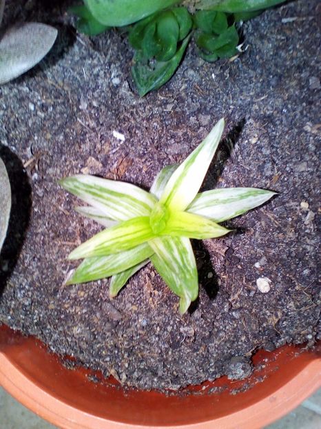  - plantutele mele