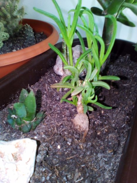  - plantutele mele