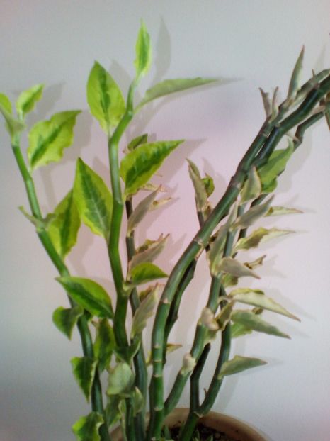  - plantutele mele