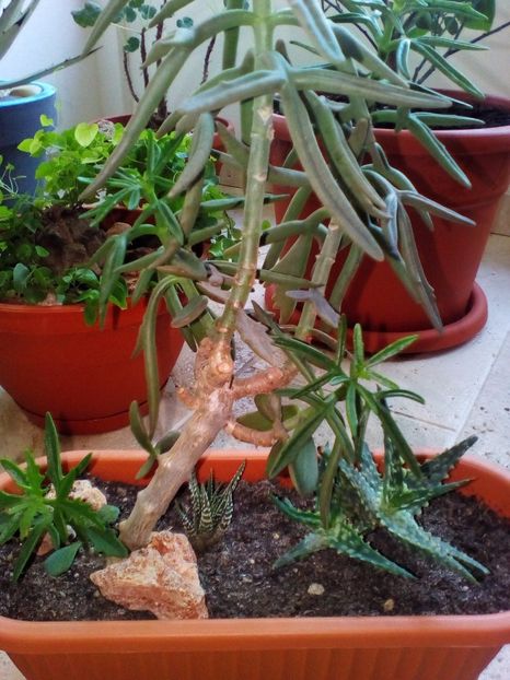  - plantutele mele