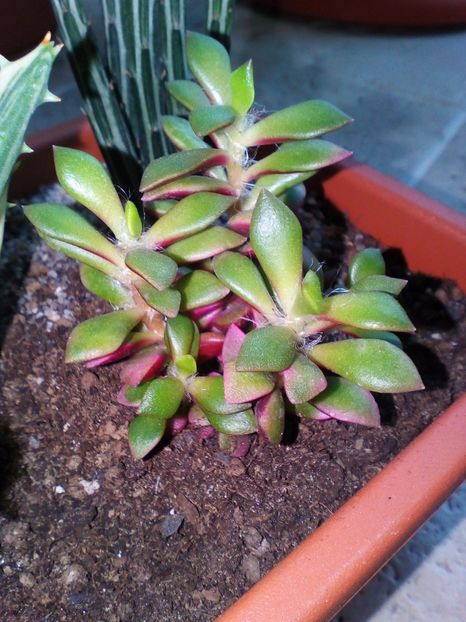  - plantutele mele