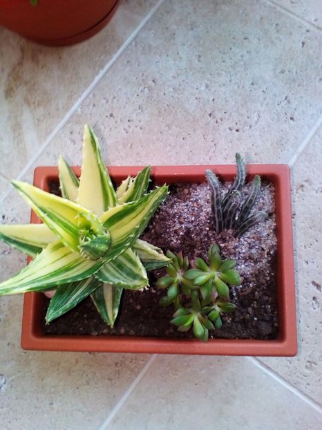  - plantutele mele
