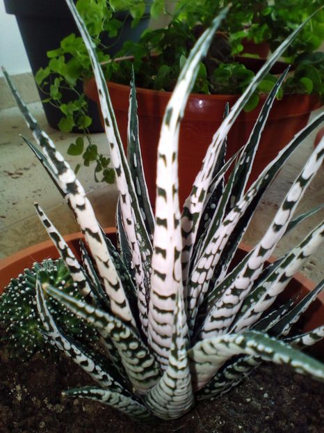  - plantutele mele