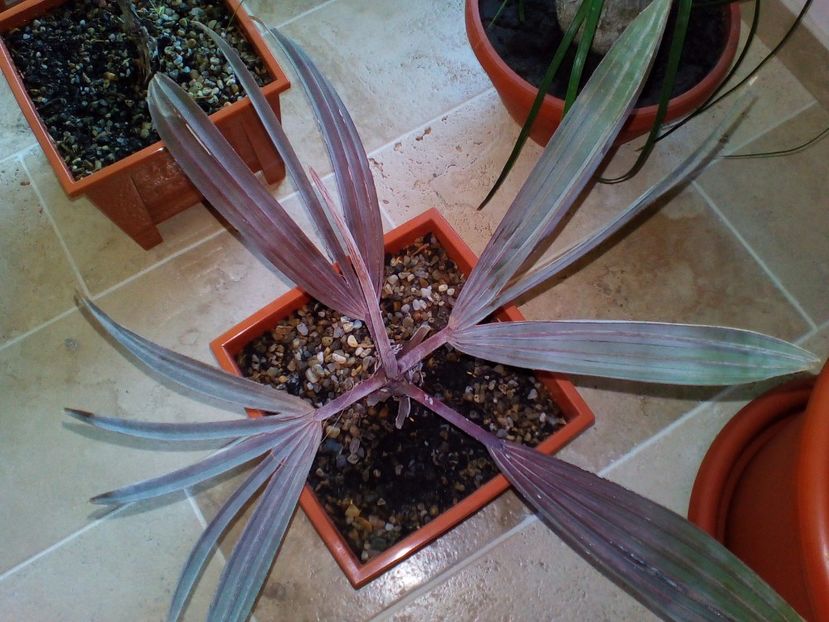  - plantutele mele