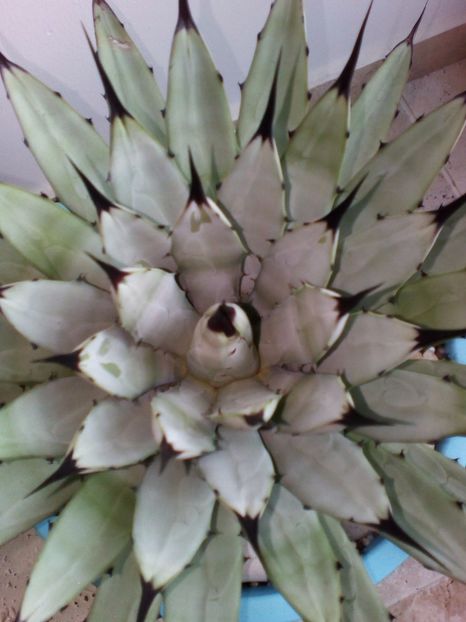  - plantutele mele