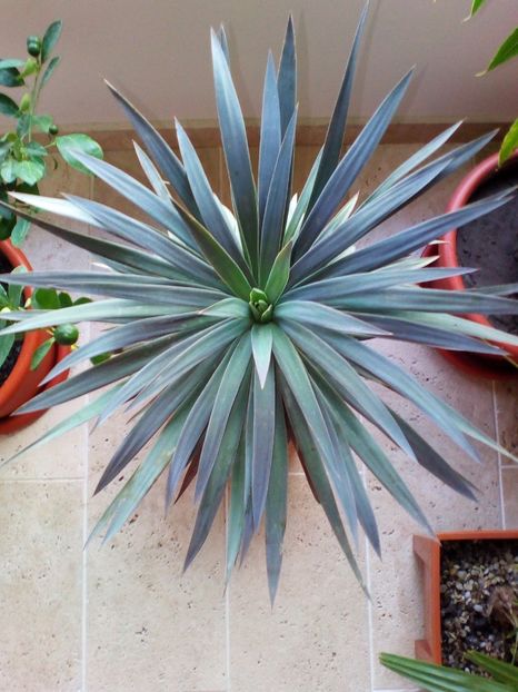  - plantutele mele