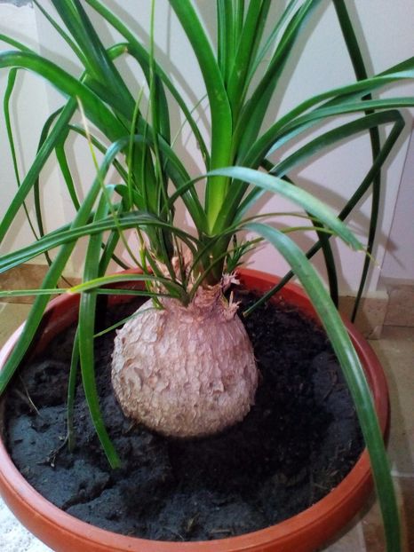  - plantutele mele