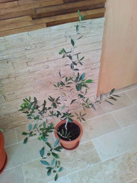  - plantutele mele