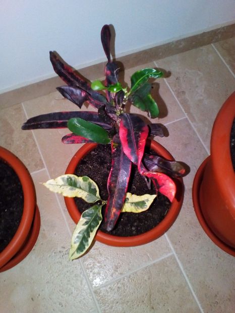  - plantutele mele