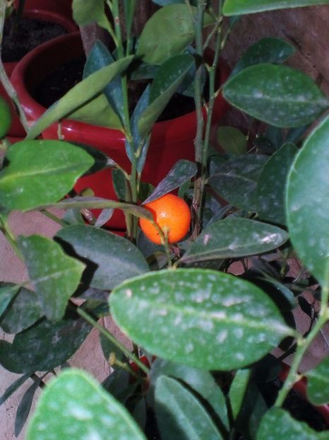  - plantutele mele
