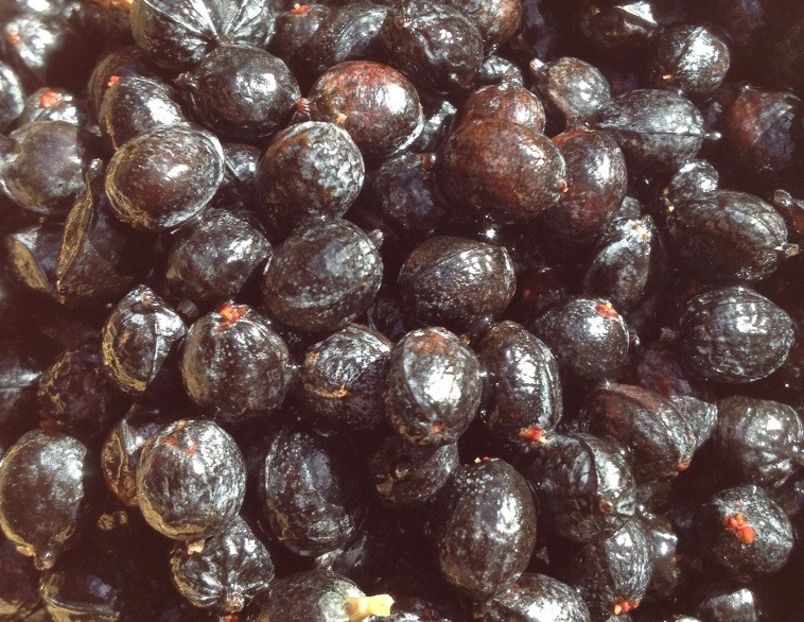 Washingtonia filifera California Fan Palm fresh seeds - Washingtonia filifera