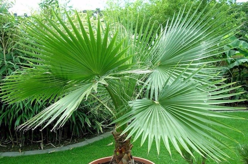Washingtonia filifera California Fan Palm seeds - Washingtonia filifera