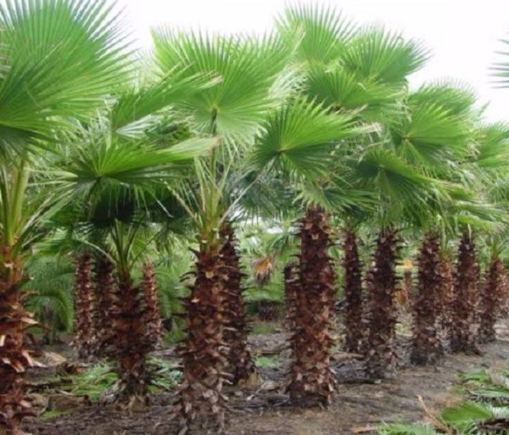 Washingtonia filifera California Fan Palm - Washingtonia filifera