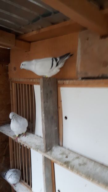  - Porumbei standard