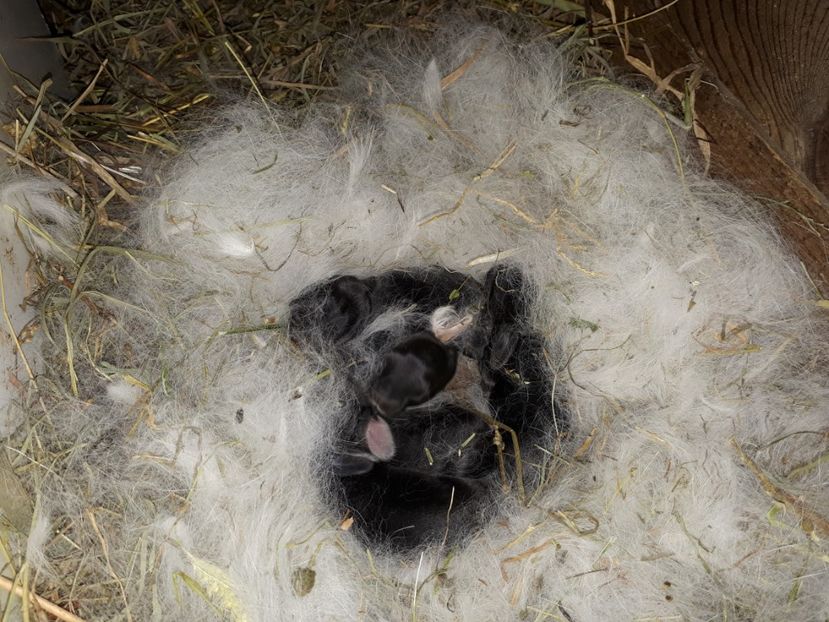 5 puiuți 4 selfchin și un chinchila - Cuib 20 10 2017