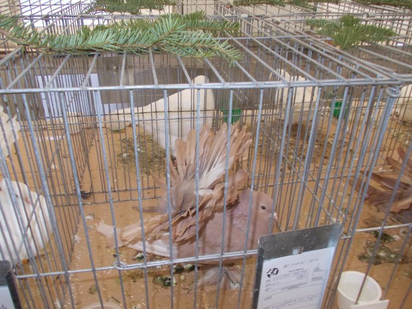 expozitie porumbei 002 - Expozitie de porumbei si animale mici 2017