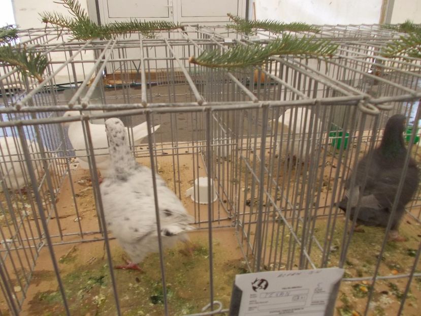 expozitie porumbei 004 - Expozitie de porumbei si animale mici 2017