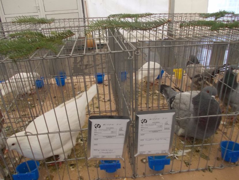 expozitie porumbei 007 - Expozitie de porumbei si animale mici 2017