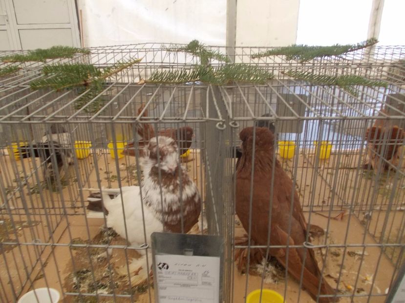 expozitie porumbei 009 - Expozitie de porumbei si animale mici 2017
