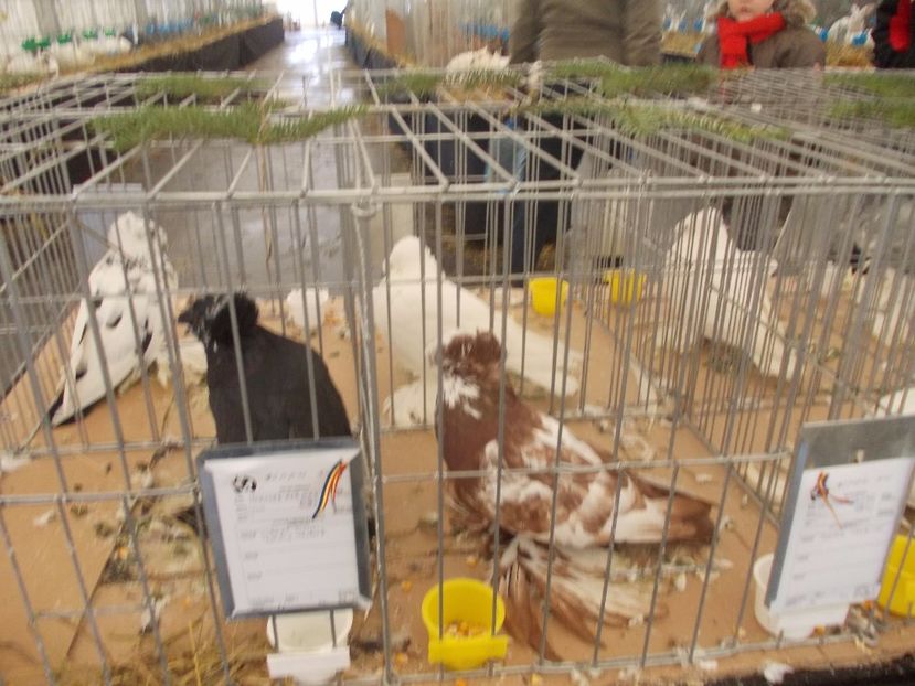 expozitie porumbei 013 - Expozitie de porumbei si animale mici 2017