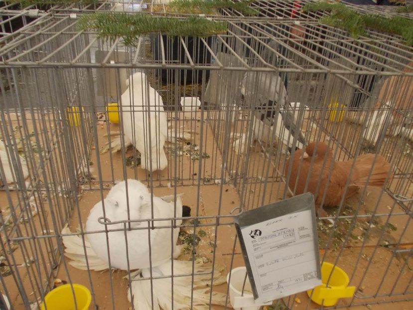expozitie porumbei 015 - Expozitie de porumbei si animale mici 2017
