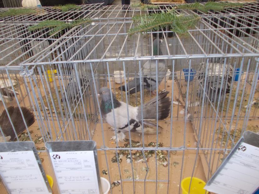 expozitie porumbei 019 - Expozitie de porumbei si animale mici 2017