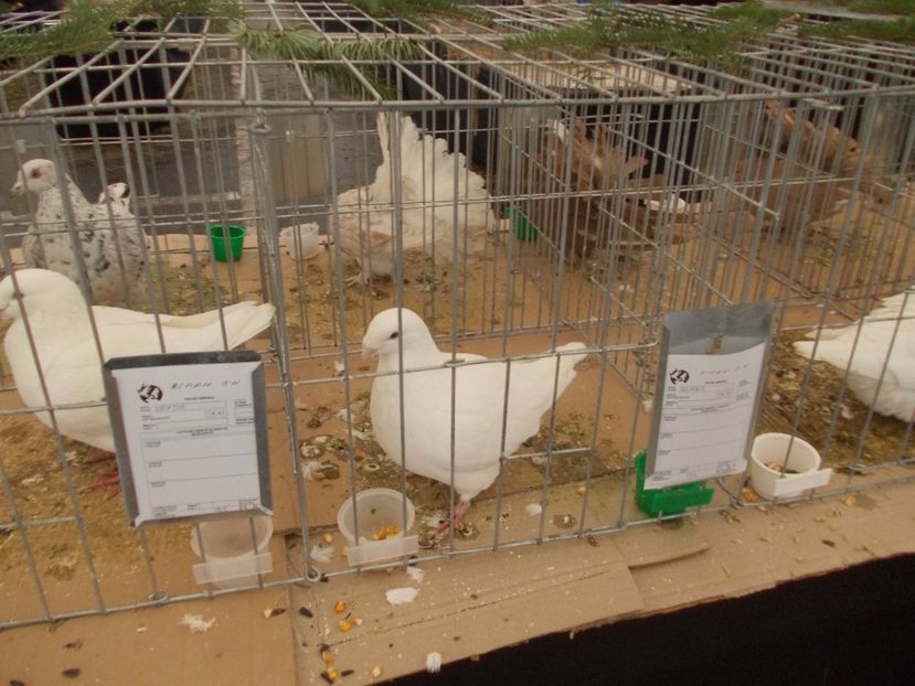 expozitie porumbei 021 - Expozitie de porumbei si animale mici 2017