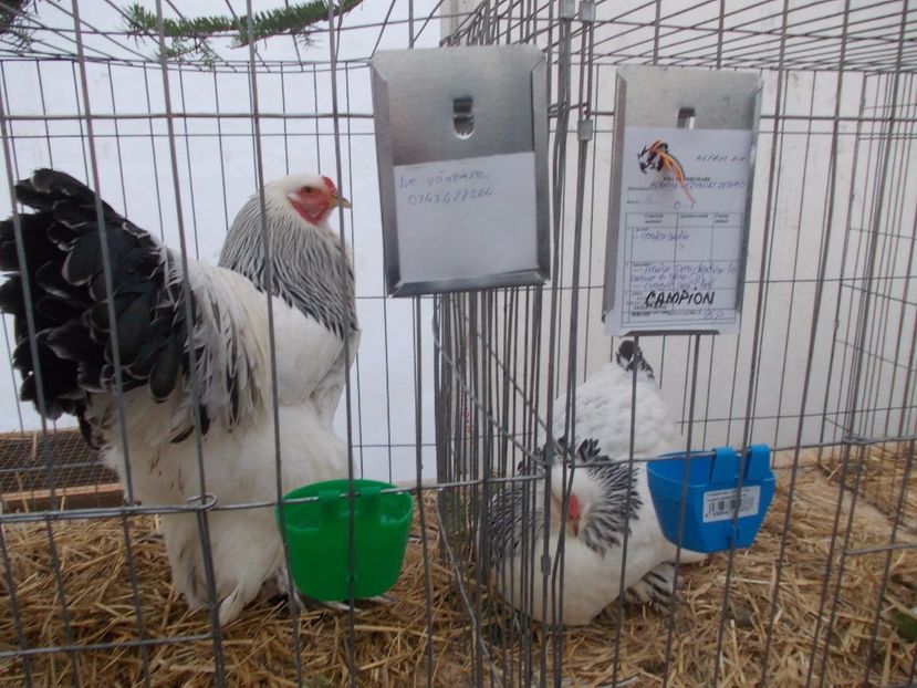 expozitie porumbei 038 - Expozitie de porumbei si animale mici 2017