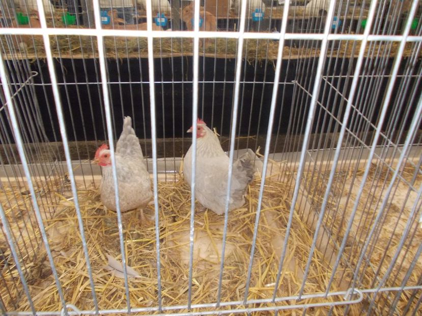 expozitie porumbei 044 - Expozitie de porumbei si animale mici 2017