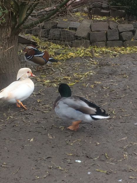 4032E259-8B3C-4EF4-ADDD-907AFF17342B - Pitica germana