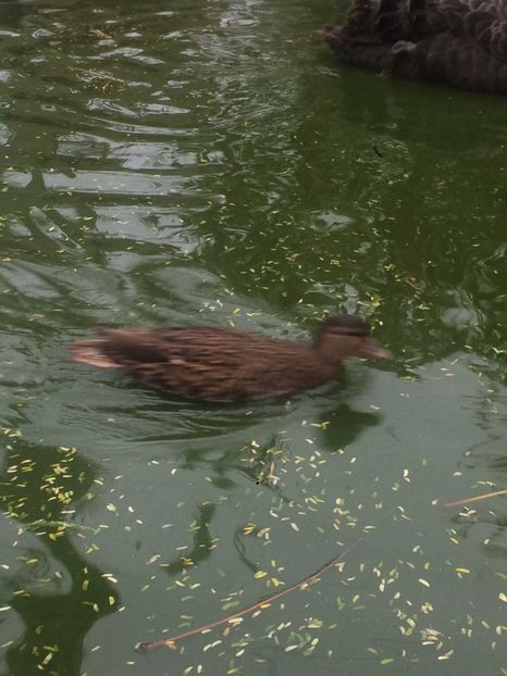 B327C96A-3BE3-4591-B19A-DE548419BE65 - Pitica germana