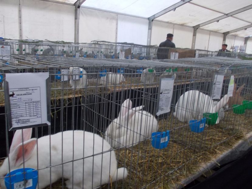 expozitie porumbei 054 - Expozitie de porumbei si animale mici 2017