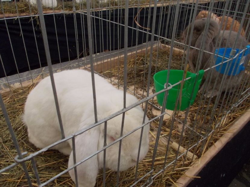 expozitie porumbei 063 - Expozitie de porumbei si animale mici 2017